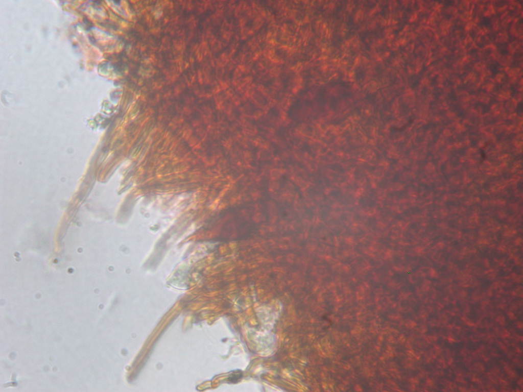 Su Salix caprea ...(Phellinus conchatus)